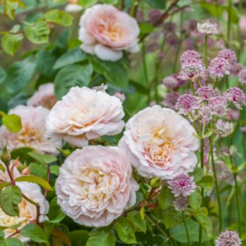 Rosa 'Emily Bronte'