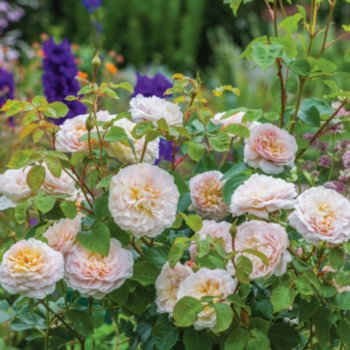 Rosa 'Emily Bronte'