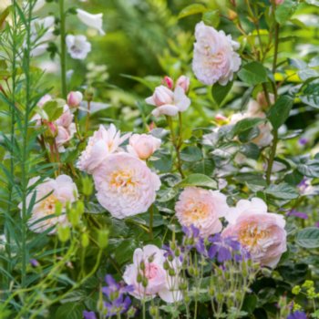 Rosa 'Emily Bronte'