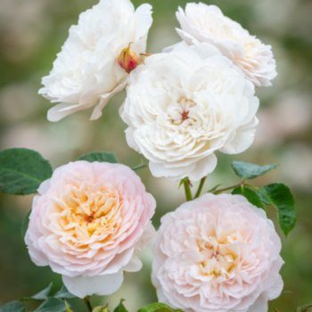 Rosa 'Emily Bronte'