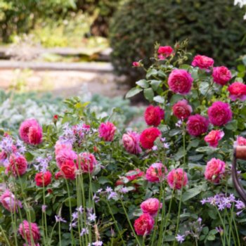 rosa-emma-bridgewater-564 Rosa 'Emma Bridgewater'