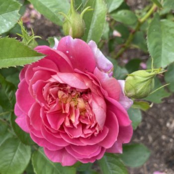 rosa-emma-bridgewater-865 Rosa 'Emma Bridgewater'