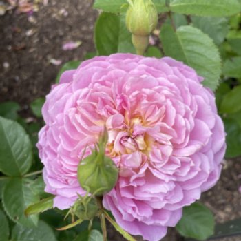 rosa-emma-bridgewater-869 Rosa 'Emma Bridgewater'