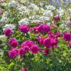 Rosa 'England's  Rose'