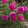 Rosa 'England's  Rose'
