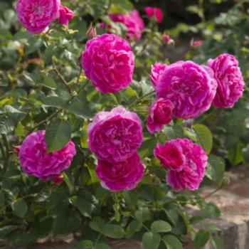 rosa-englands-rose-651 Rosa 'England's Rose'