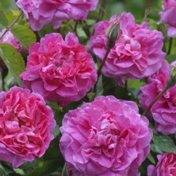 rosa-englands-rose-653 Rosa 'England's Rose'