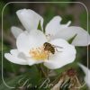 Rosa 'Escimo'