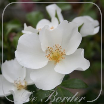 Rosa 'Escimo'