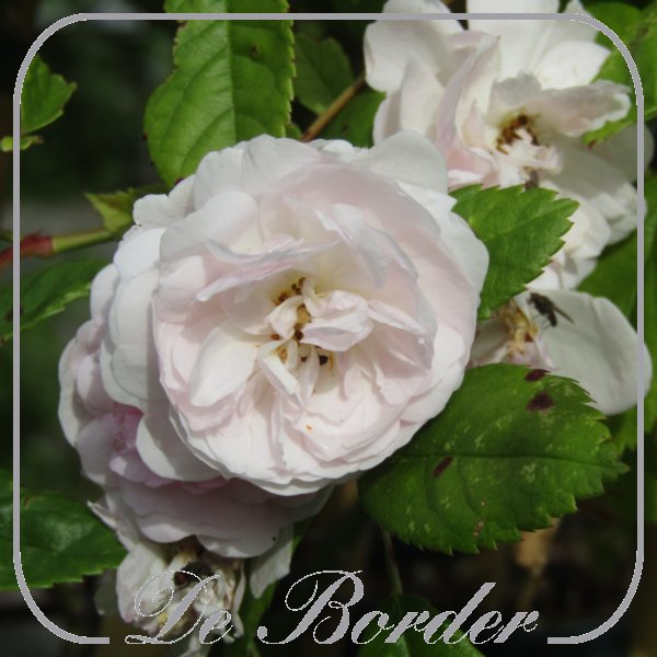 Rosa 'Esiko'