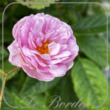 Rosa 'Esiko'