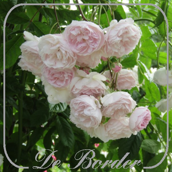 Rosa 'Esiko'
