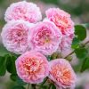 Rosa 'Eustacia Vye'