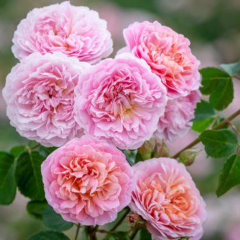 Rosa 'Eustacia Vye'
