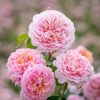 Rosa 'Eustacia Vye'