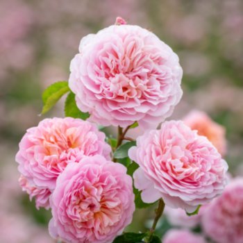 Rosa 'Eustacia Vye'