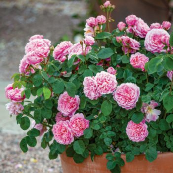 Rosa 'Eustacia Vye'