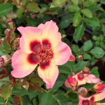 Rosa 'Fancy Babylon Eyes'