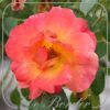 Rosa 'Fellowship'