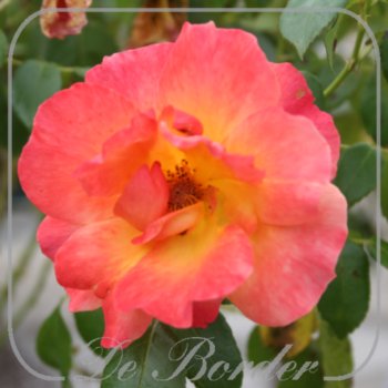 Rosa 'Fellowship'