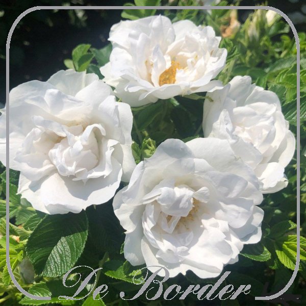 Rosa 'Frozen Roadrunner' (rugosa)