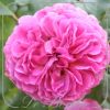 Rosa 'Gabriel Oak'