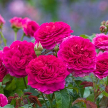 Rosa 'Gabriel Oak'