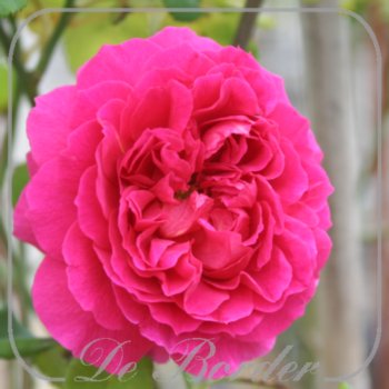 Rosa 'Gabriel Oak'