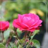 Rosa 'Gartnerfreude'