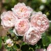 Rosa 'Gentle Hermione'