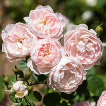 Rosa 'Gentle Hermione'