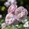 Rosa 'Gentle Hermione'