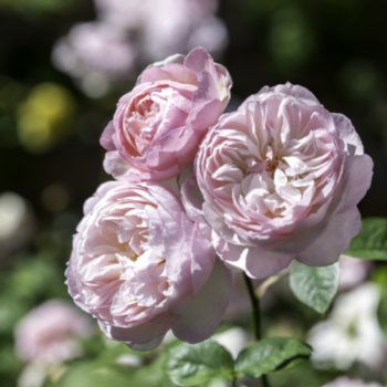Rosa 'Gentle Hermione'