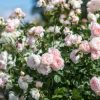 Rosa 'Gentle Hermione'
