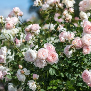 Rosa 'Gentle Hermione'