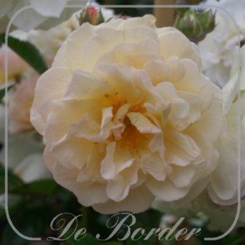 Rosa 'Ghislaine de Feligonde'