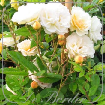 Rosa 'Ghislaine de Feligonde'