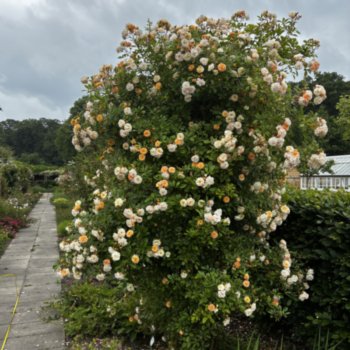 Rosa 'Ghislaine de Feligonde'