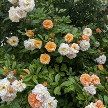 Rosa 'Ghislaine de Feligonde'