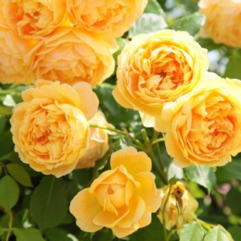 Rosa 'Golden Celebration'
