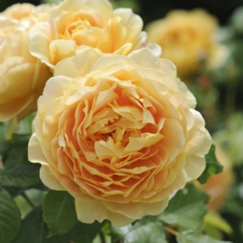 Rosa 'Golden Celebration'
