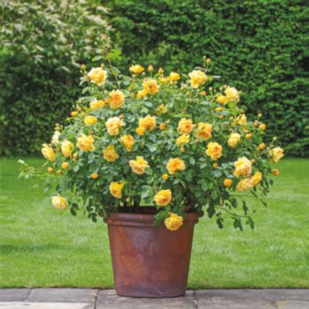 Rosa 'Golden Celebration'