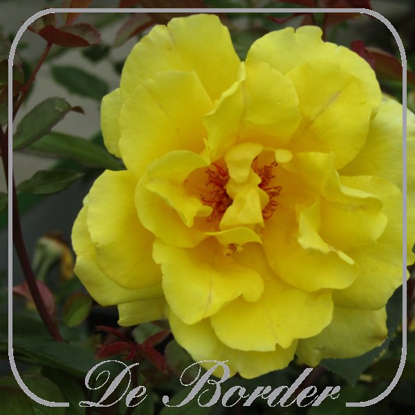 Rosa 'Golden Showers'