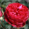 Rosa 'Gospel'