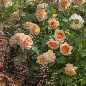 Rosa 'Grace'