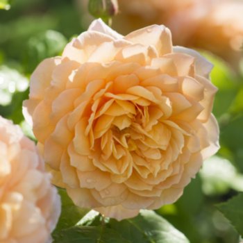 Rosa 'Grace'