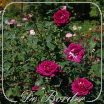 Rosa 'Grafin Diana'