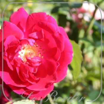rosa-gruss-an-teplitz-605 Rosa 'Gruss an Teplitz'