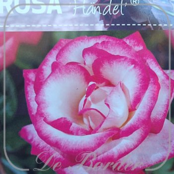 rosa-haendel-in-pot-(5l)-maat-l-026 Rosa 'Haendel'