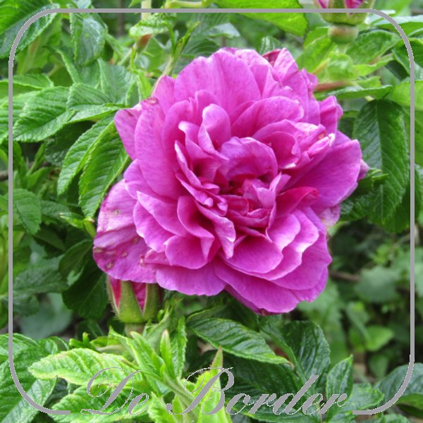 rosa-hansa-(rugosa)-720 Rosa 'Hansa' (rugosa)
